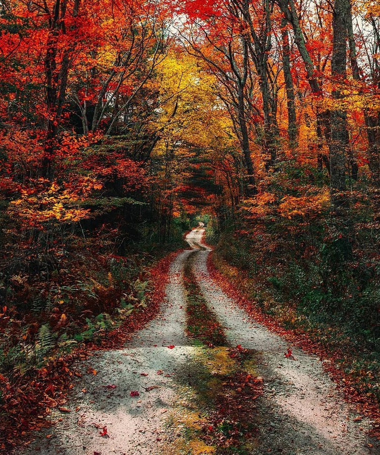 есен в гората, път