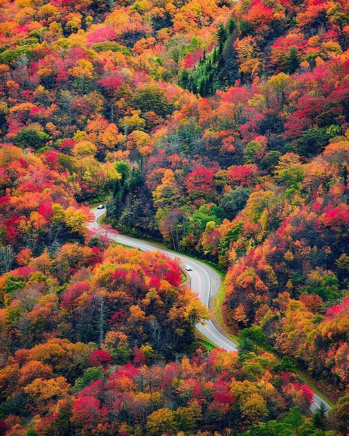 Есен и река в гората