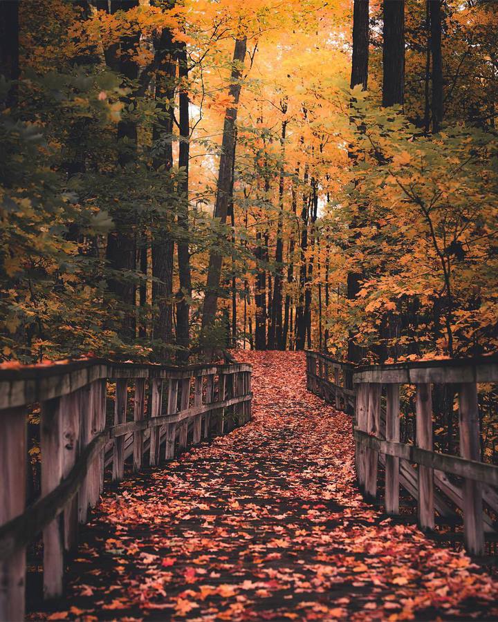 Есен в гората