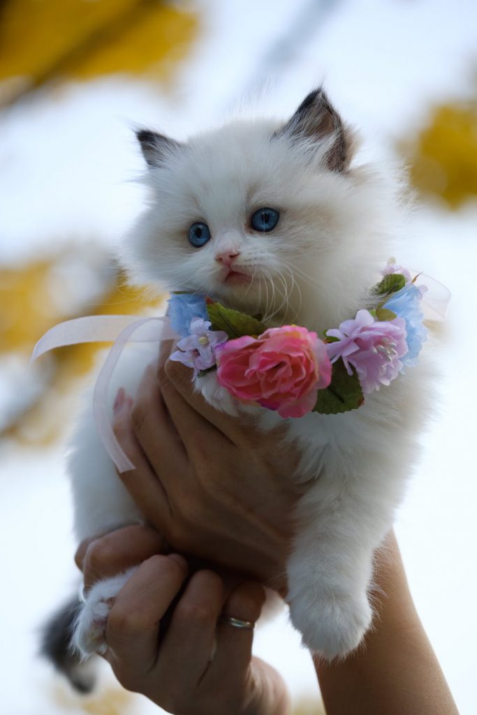 Котка и цветя
