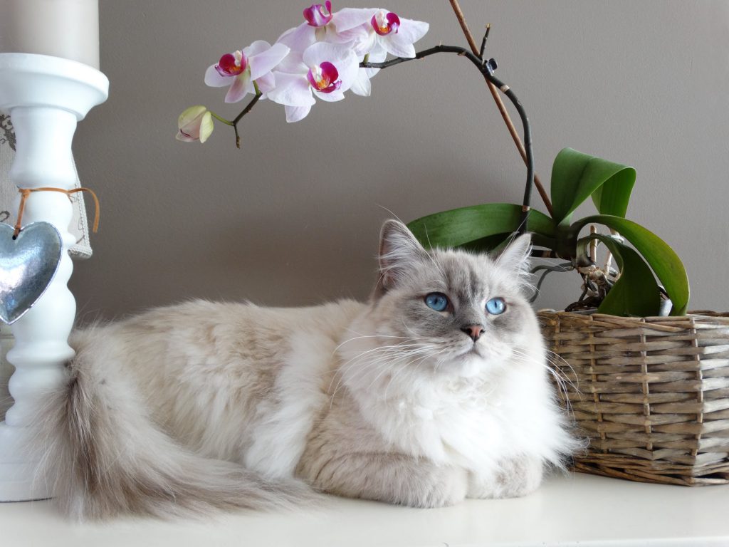 Бяла котка със сини очи
