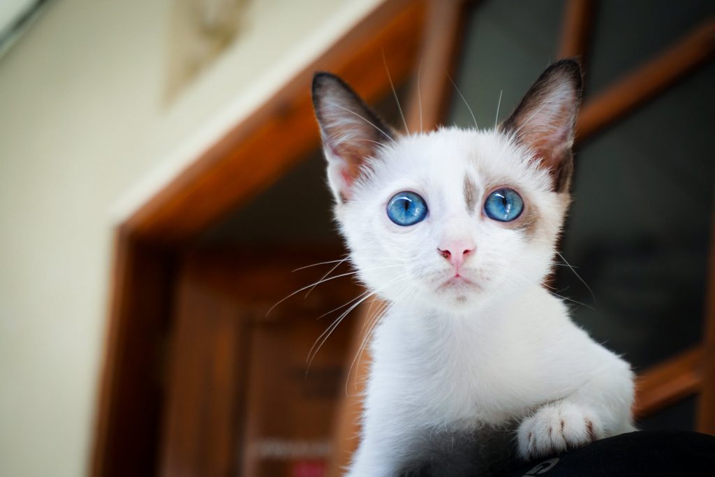 Бяла котка със сини очи