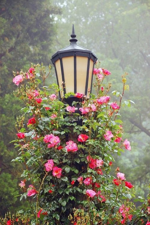 Цветя и лампа