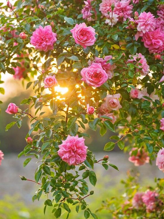 Розови цветя
