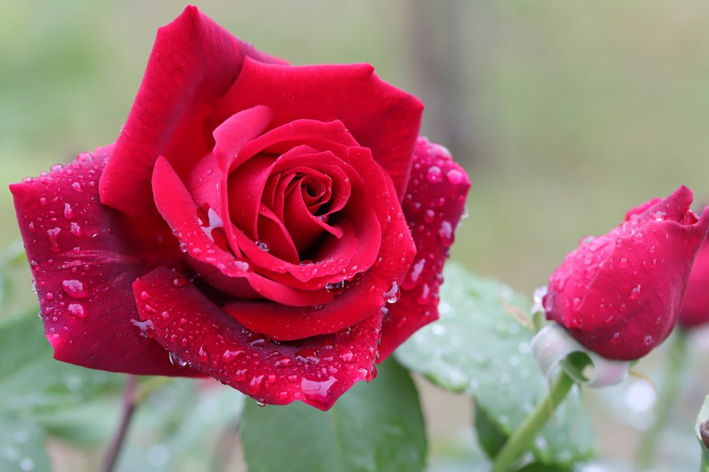 Червена роза с капки вода
