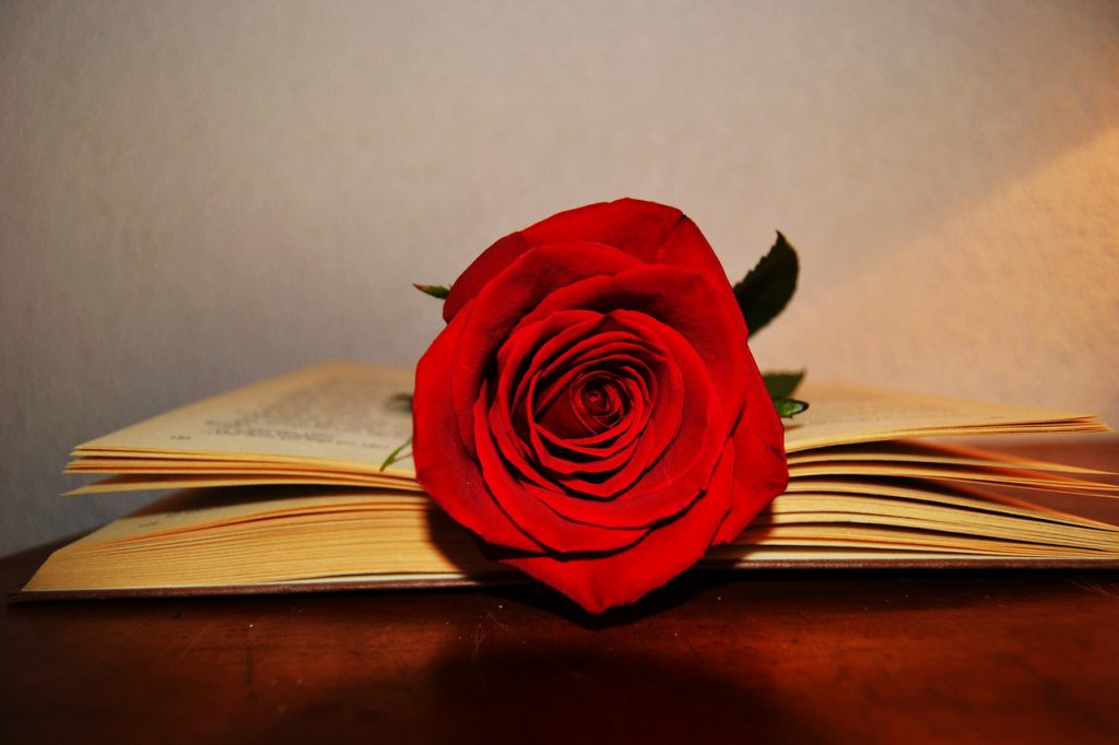 Червена роза в книга