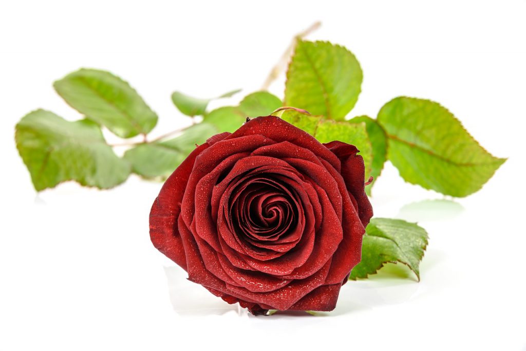 Роза с листа