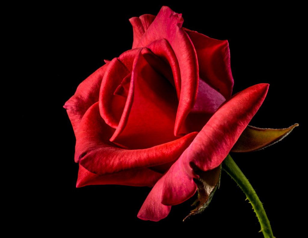 Червена роза на черен фон