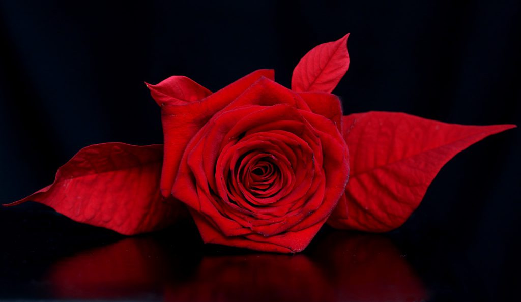 Червена роза на черен фон