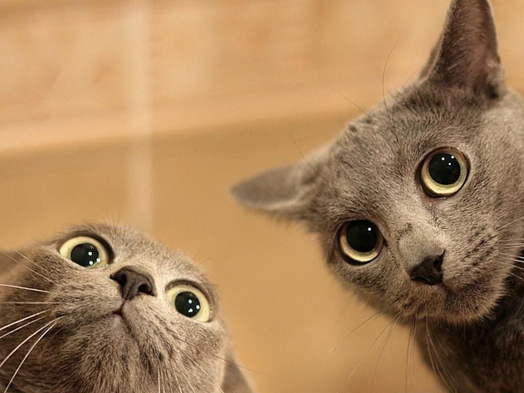 Две котки гледат много смешно