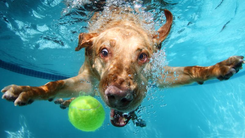 Куче гони топка във вода