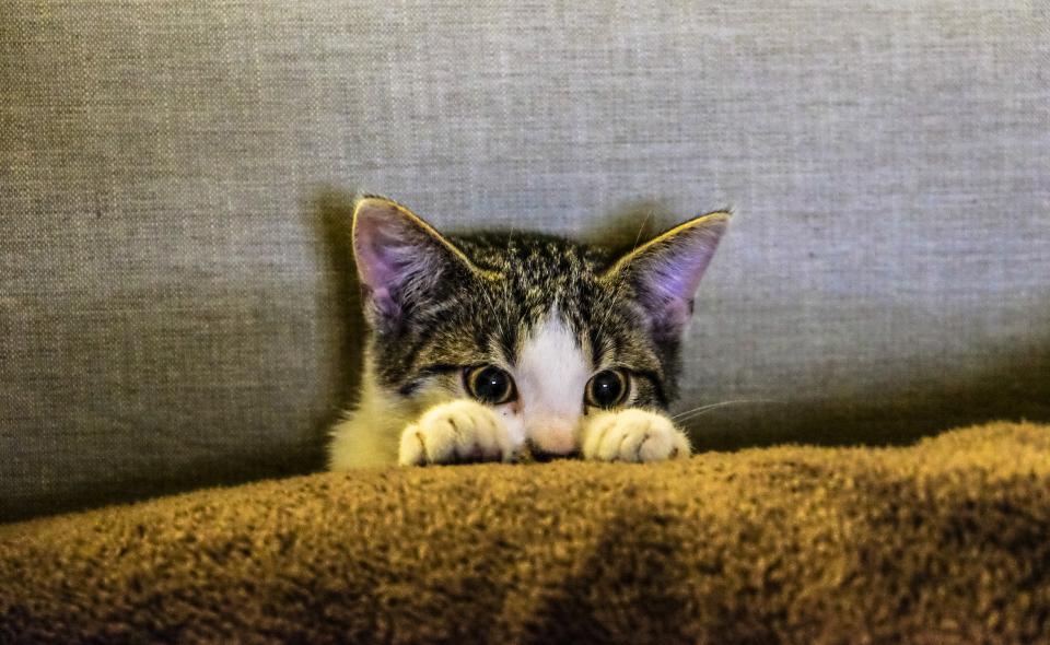 Котка се крие зад дивана