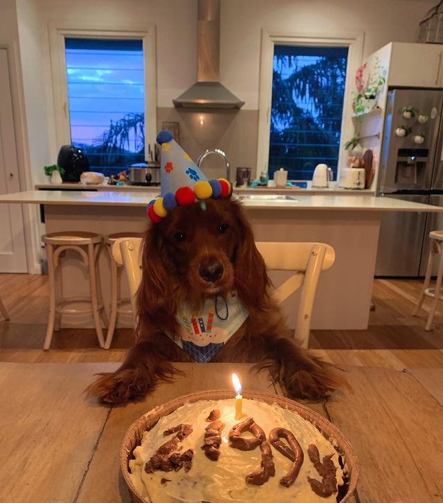 Рожден ден на куче