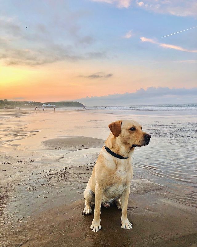 Куче на плажа