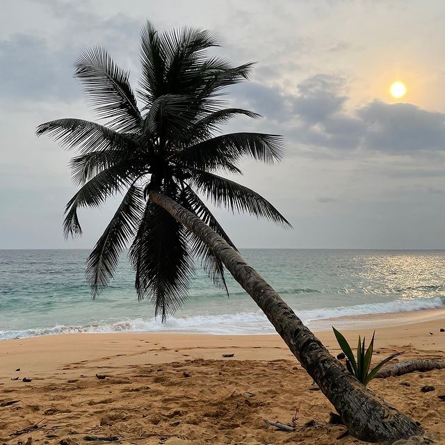 Палма на плажа