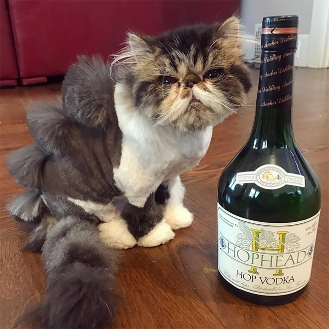 Котка дракон и алкохол