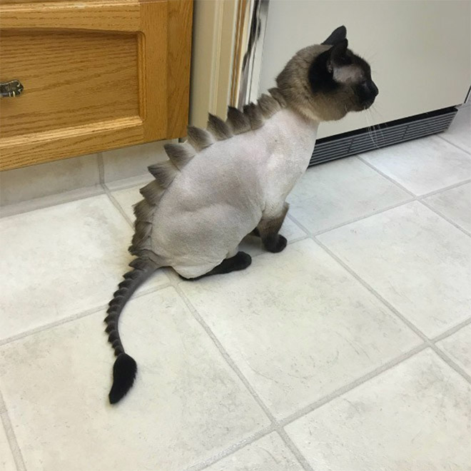 Сиамска котка дракон