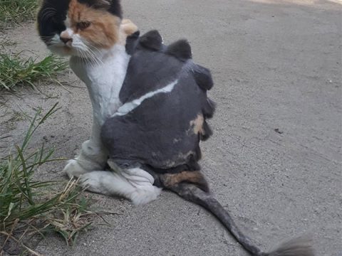 Улична котка дракон